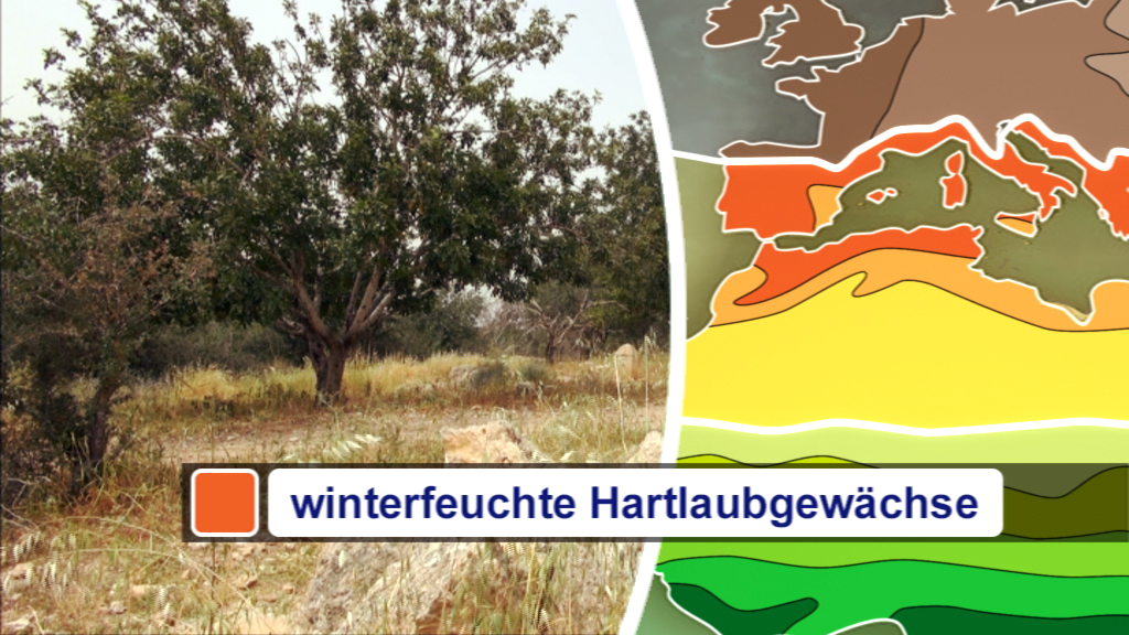 Darstellung von winterfeuchten Hartlaubgewächsen in einer Landschaft mit Bäumen und einer farbigen Karte im Hintergrund.