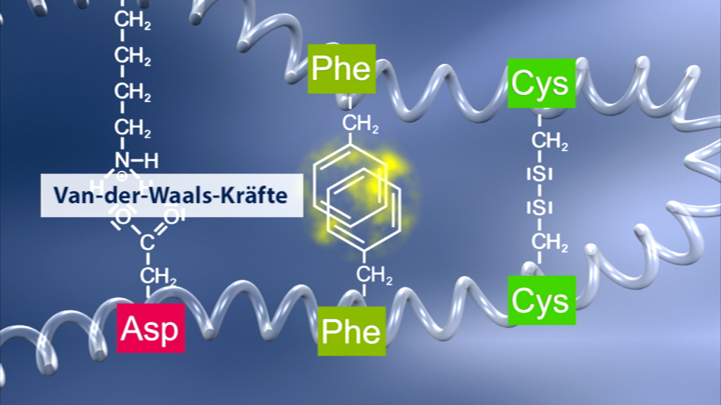 Diagramm, das Van-der-Waals-Kräfte zwischen Aminosäuren zeigt, mit hervorgehobenen Cystein (Cys), Phenylalanin (Phe) und Asparagin (Asp).