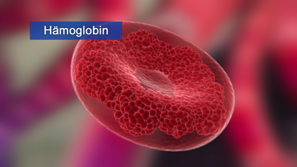 Grafik eines roten Blutkörperchens mit hervorgehobenem Hämoglobin, das die Struktur und Funktion zeigt.