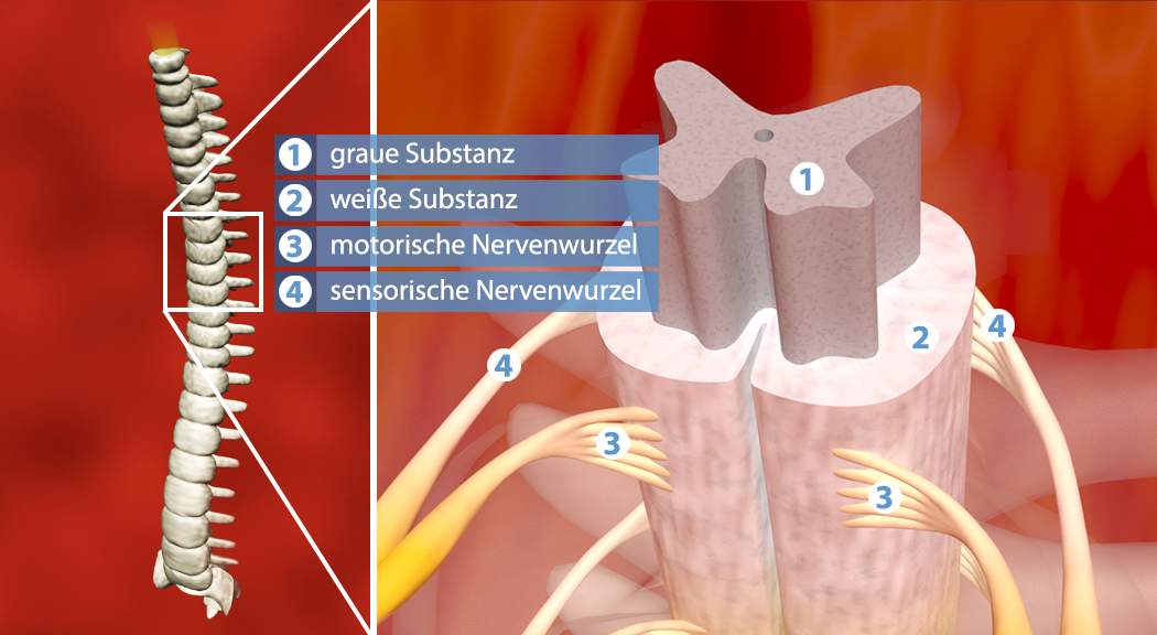 Diagramm des menschlichen Rückenmarks mit grauer und weißer Substanz sowie motorischen und sensorischen Nervenwurzeln.