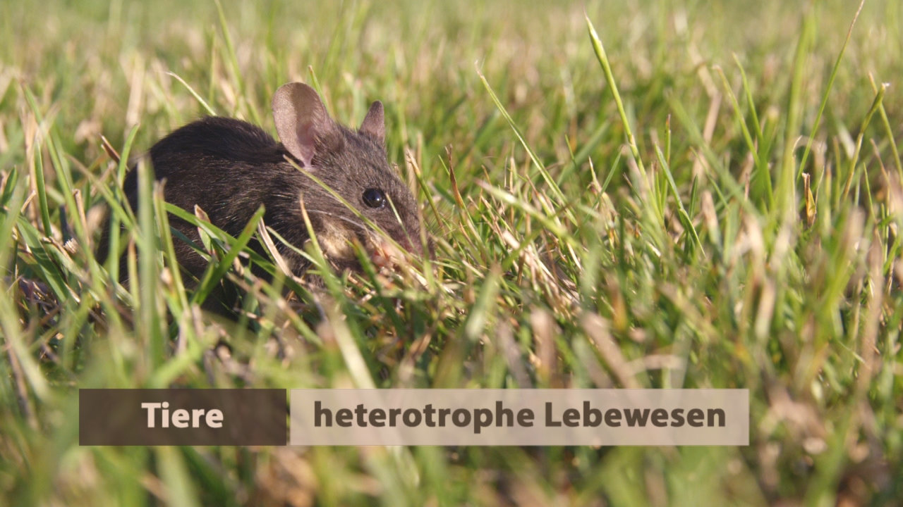 Eine Maus, die im Gras sitzt, mit dem Text 'Tiere heterotrophe Lebewesen' darunter.