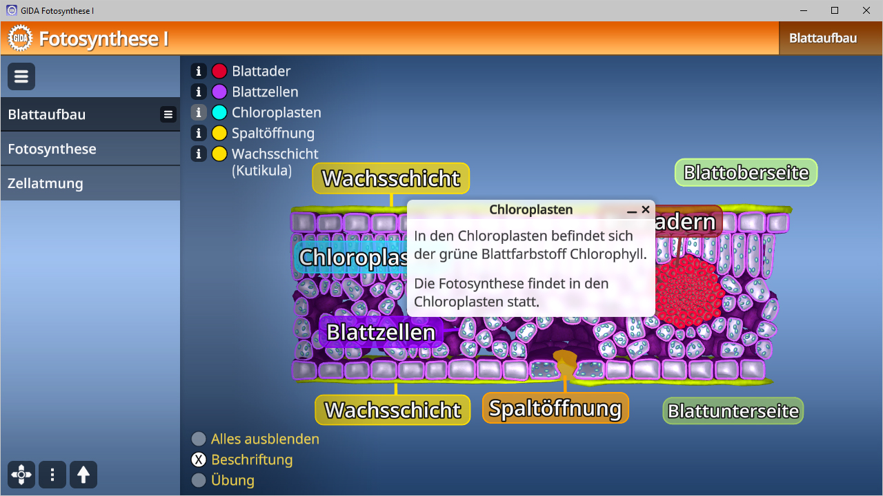 Interaktive Darstellung der Fotosynthese mit Chloroplasten, Blattzellen und Spaltöffnungen. Text erklärt die Rolle von Chlorophyll.