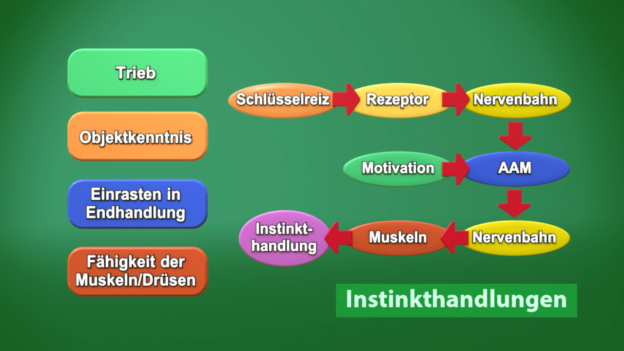 Diagramm zu Instinkthandlungen mit Elementen wie Trieb, Objektkenntnis und Nervenbahnen.