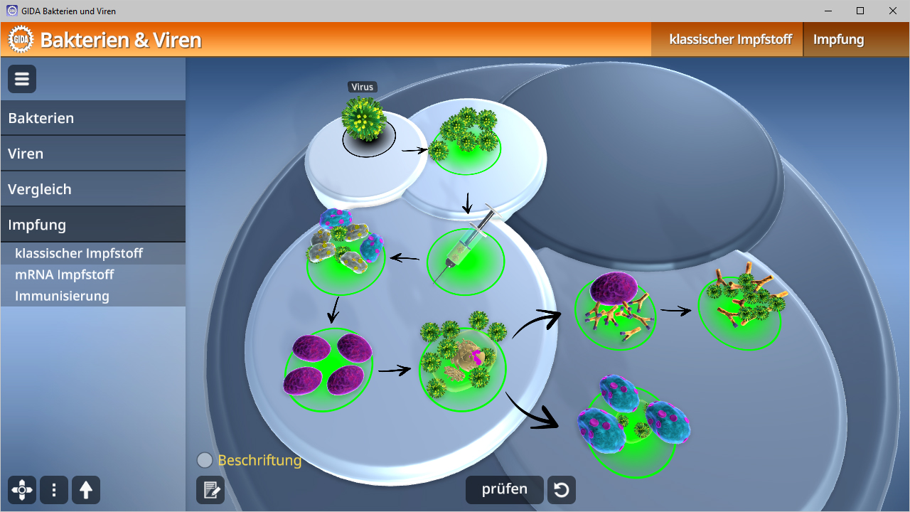 Interaktive Darstellung von Bakterien und Viren mit Impfungsoptionen und Vergleichsfunktionen.