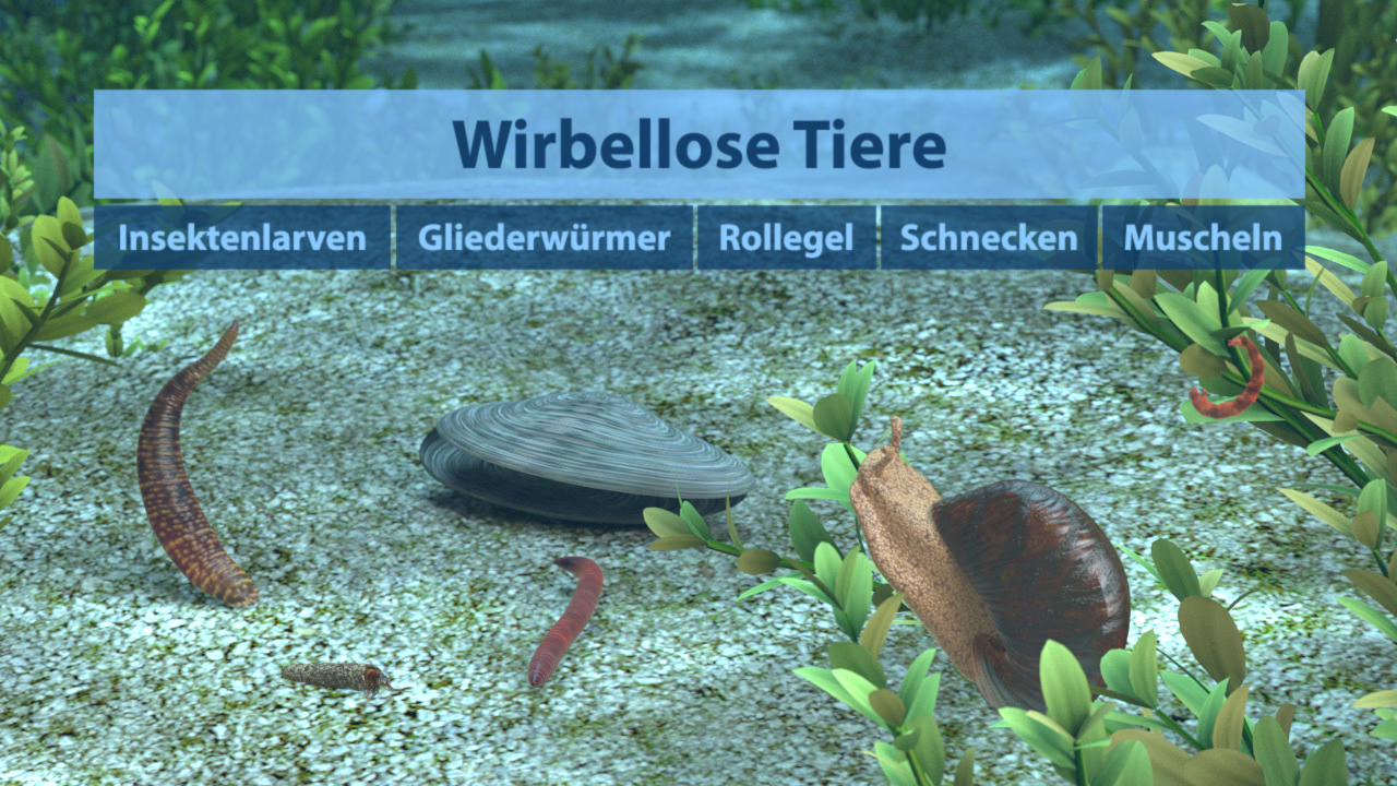 Infografik über wirbellose Tiere mit den Kategorien: Insektenlarven, Gliederwürmer, Rollegel, Schnecken und Muscheln.