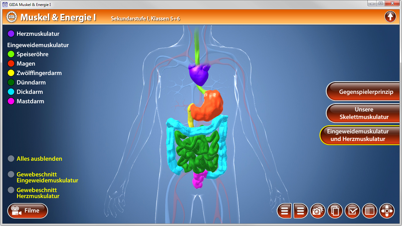 Interaktive Darstellung des menschlichen Verdauungssystems mit hervorgehobenen Organen.