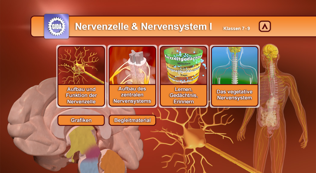 Menü des Films mit den Themen: Aufbau und Funktion von Nervenzellen, Aufbau und Funktion des Nervensystems, Lernen, Gedächtnis und Erinnern, Das vegetative Nervensystem
