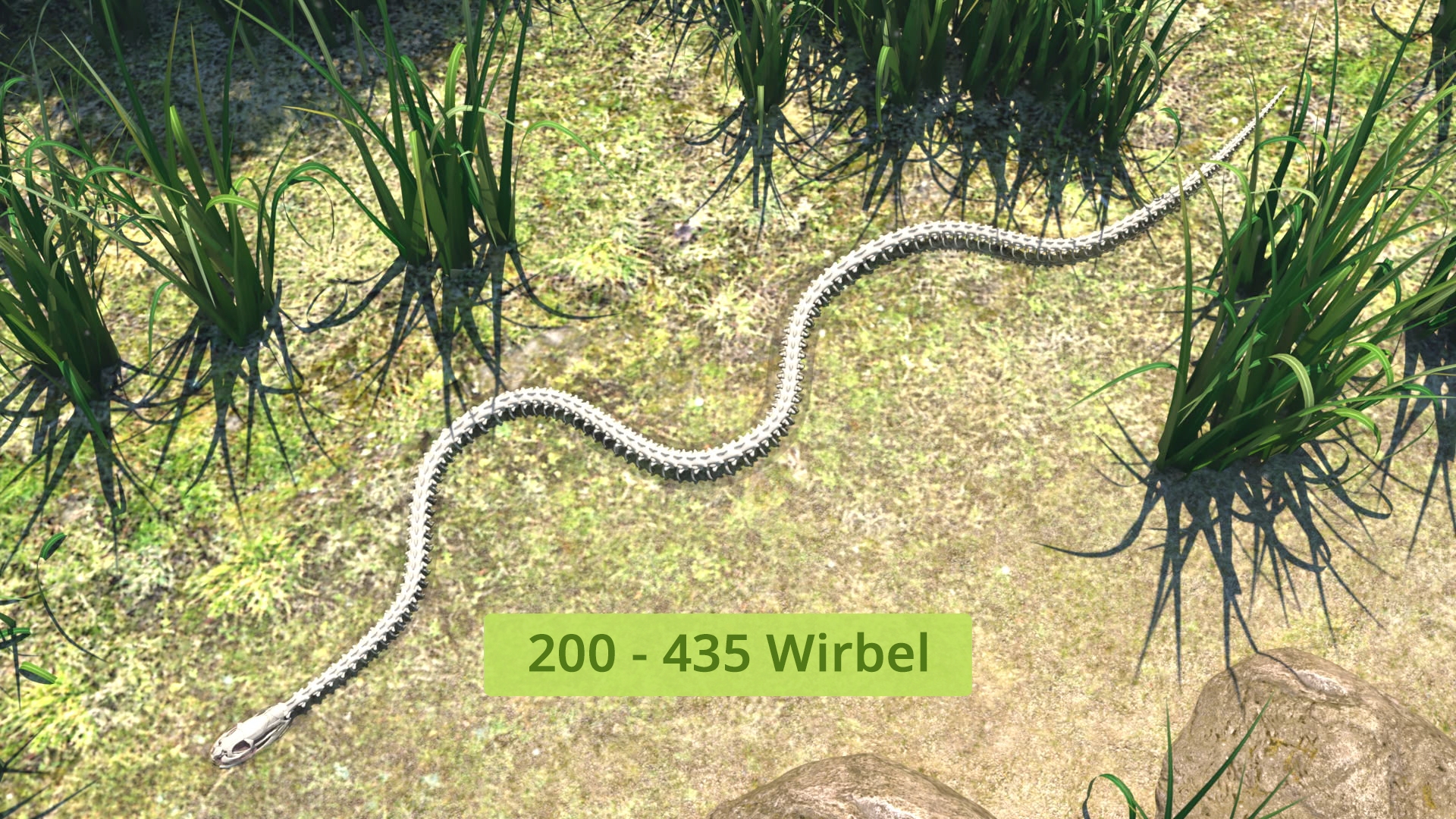 Durchsichtige Darstellung einer Schlange auf dem Boden zwischen Gras und Steinen mit hervorgehobener Wirbelsäule. Text: '200 - 435 Wirbel'.