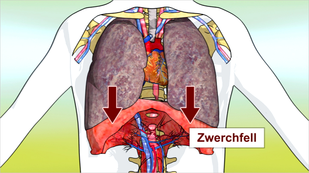 Illustration des menschlichen Körpers mit hervorgehobenem Zwerchfell und den umgebenden Organen und Blutgefäßen.