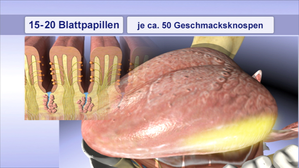 Diagramm der Zunge mit 15-20 Blattpapillen, jede mit etwa 50 Geschmacksnerven.