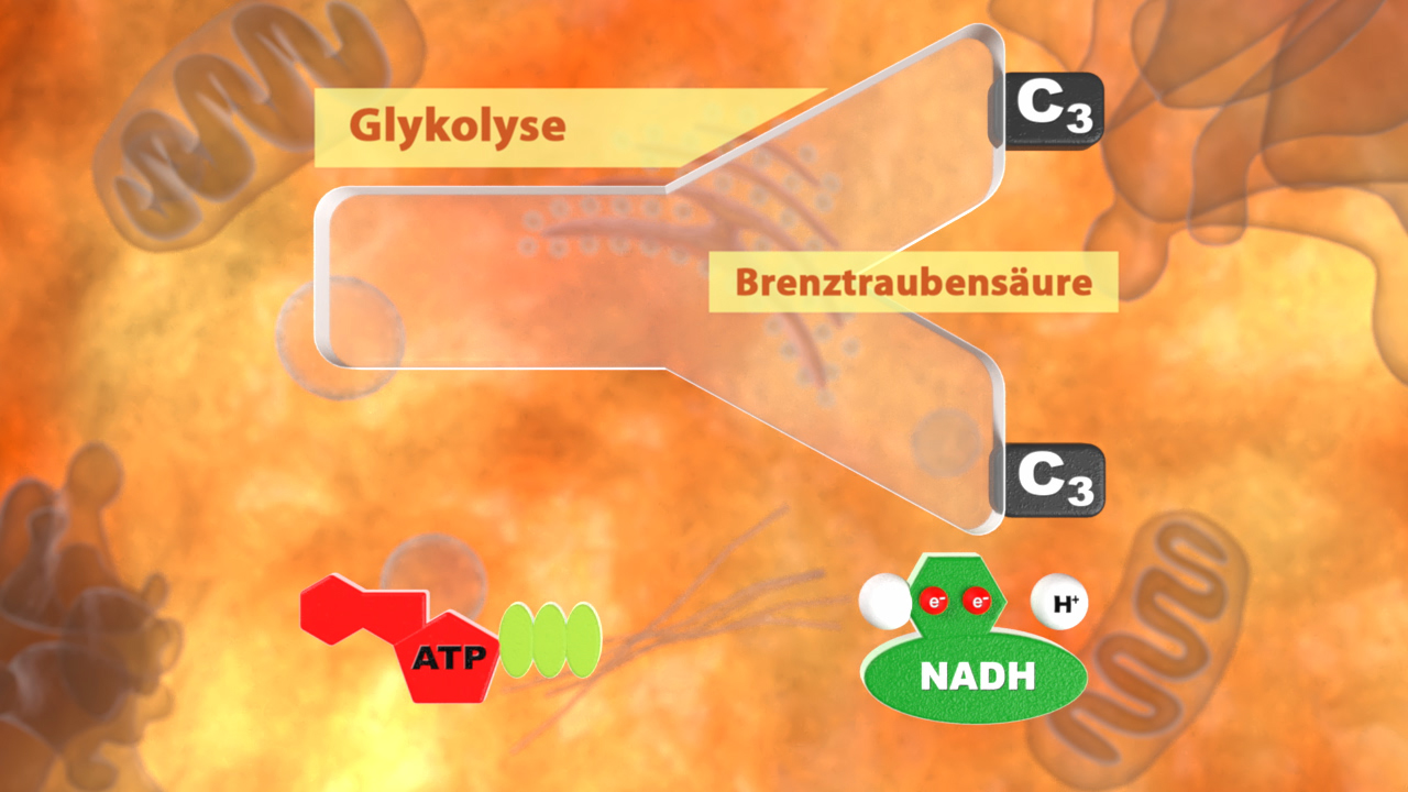 Infografik zur Glykolyse mit den Hauptprodukten ATP und NADH sowie dem Übergang zu Brenztraubensäure (C3).