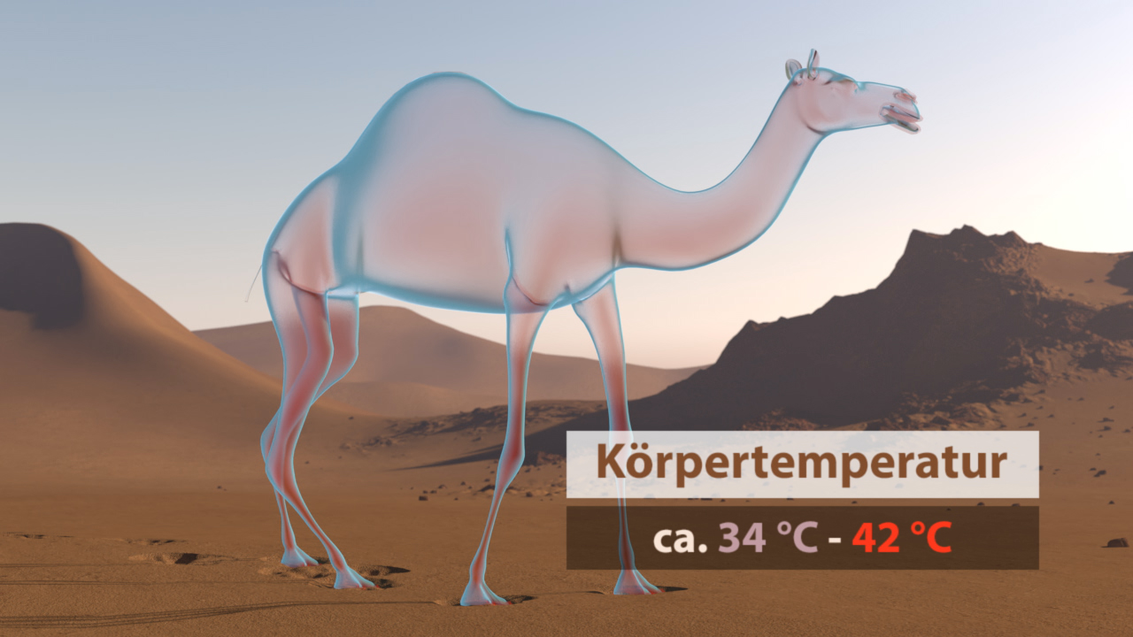 Ein Kamel in einer Wüstenlandschaft mit der Anzeige der Körpertemperatur von ca. 34 °C bis 42 °C.