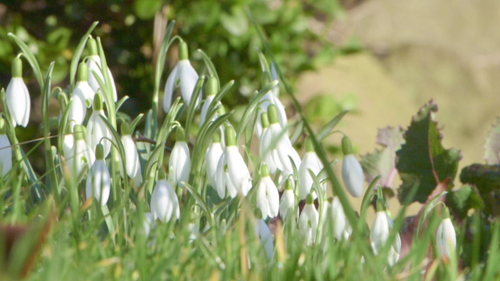 Schneeglöckchen blühen in einer grünen Wiese, umgeben von Gras und Pflanzen.