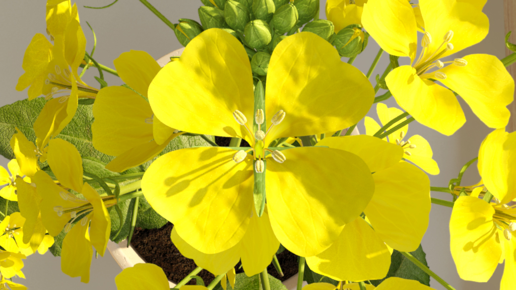 Leuchtend gelbe Blüten mit herzförmigen Blütenblättern, umgeben von grünen Blättern.