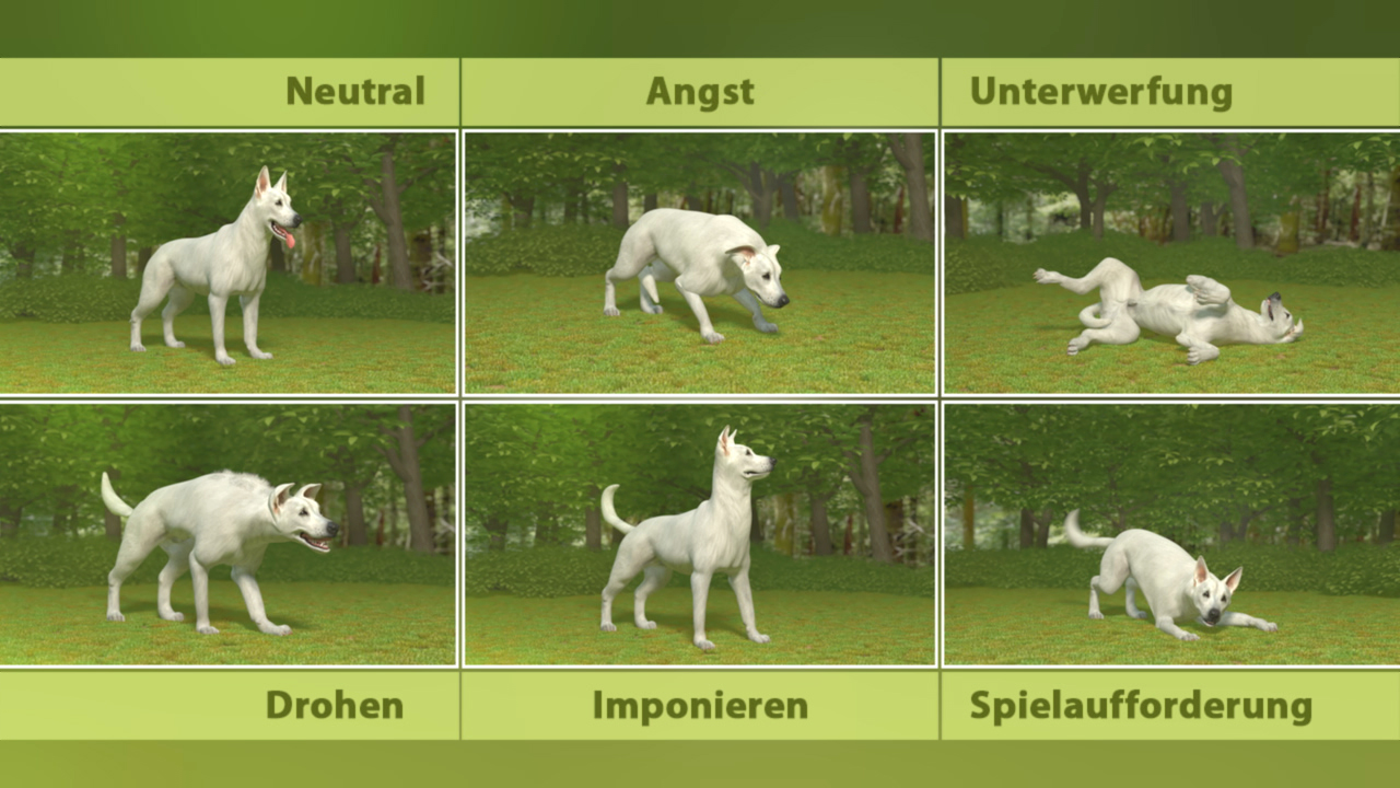 Darstellung von Hundeverhalten: Neutral, Angst, Unterwerfung, Drohen, Imponieren, Spielaufforderung.