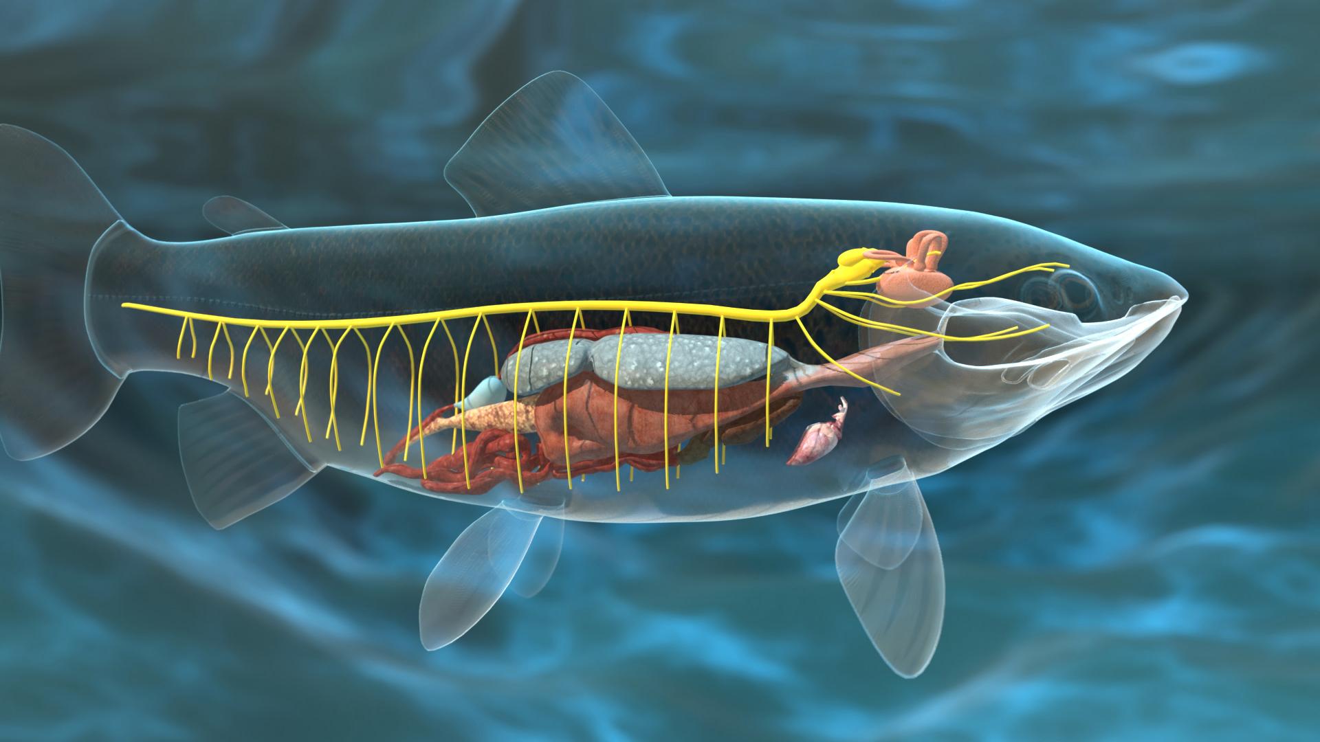 Schematische Darstellung des inneren Aufbaus eines Fisches mit hervorgehobenen Organen und Nervenbahnen.