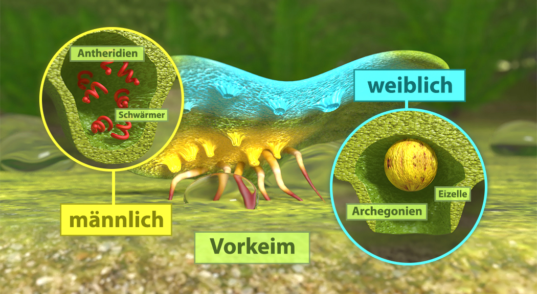 Diagramm eines Vorkeims mit männlichen und weiblichen Strukturen, zeigt Antheren und Archegonien.