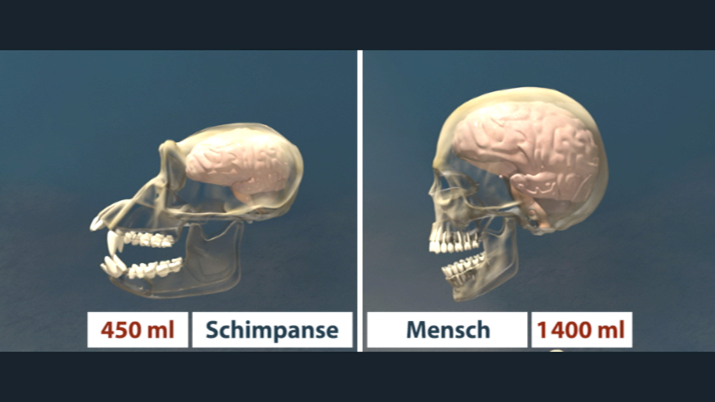 Vergleich der Schädel von Schimpanse und Mensch, mit Volumenangaben: Schimpanse 450 ml, Mensch 1400 ml.