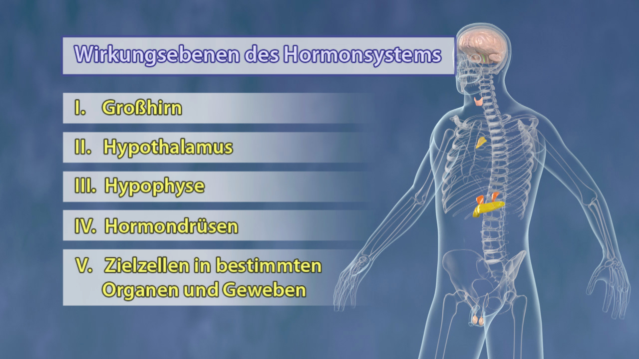 Diagramm der Wirkungsebenen des Hormonsystems mit fünf Ebenen: Großhirn, Hypothalamus, Hypophyse, Hormondrüsen, Zielzellen in Organen und Geweben.