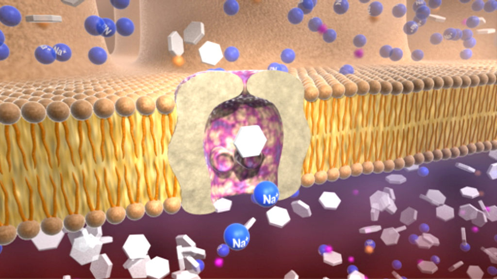 Animation einer Zellmembran mit Ionenkanälen, die Natrium- und andere Moleküle durchlassen.