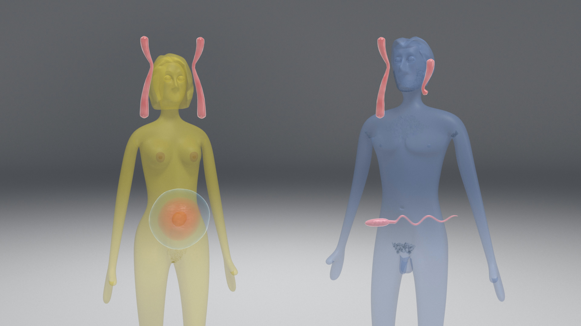 Grafik, die die menschliche Fortpflanzung zeigt: links eine gelbe Figur mit Eizelle, rechts eine blaue Figur mit Spermien.