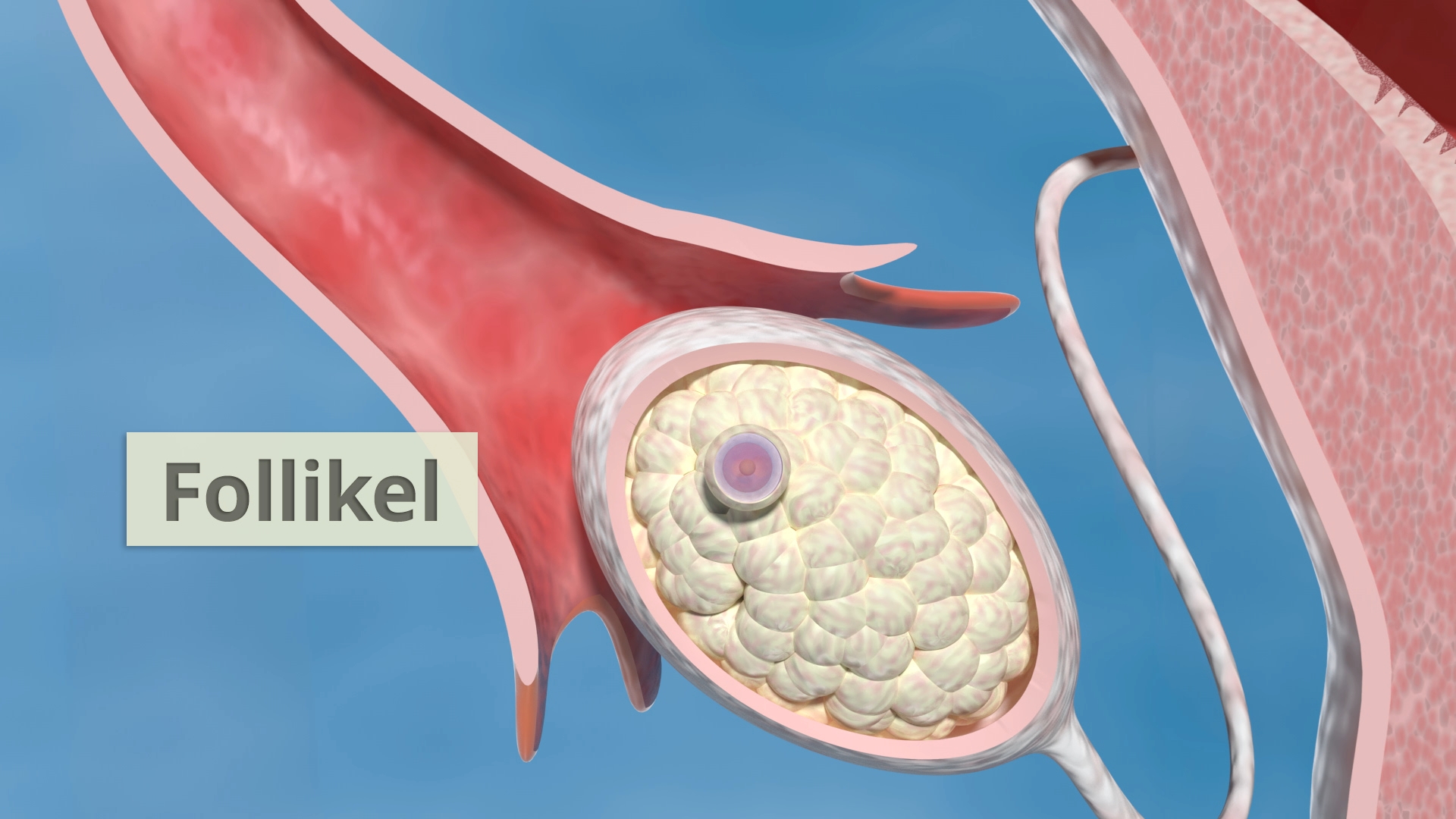Diagramm eines Ovarialfollikels mit hervorgehobenem Follikel.