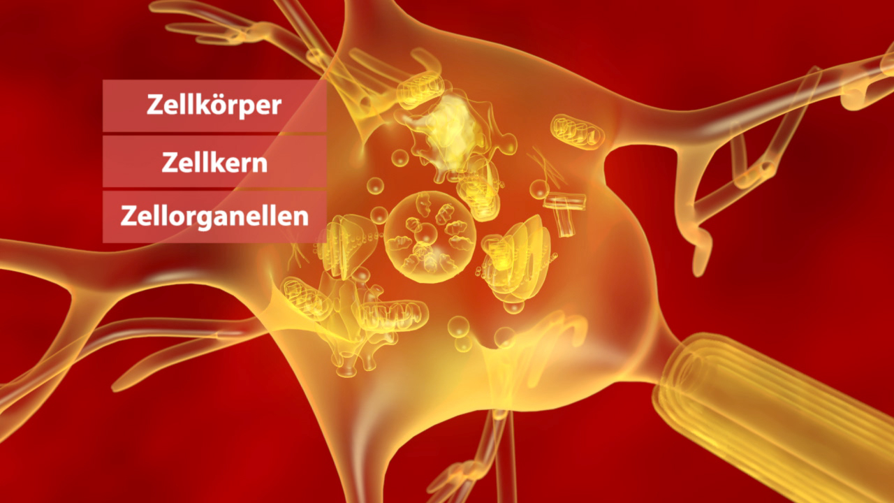 Grafik eines Neurons mit Beschriftungen: Zellkörper, Zellkern, Zellorganellen.