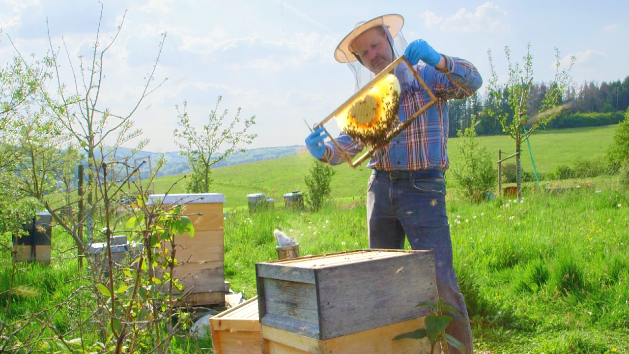 Insekten II - Staatenbildende Insekten am Beispiel Honigbiene