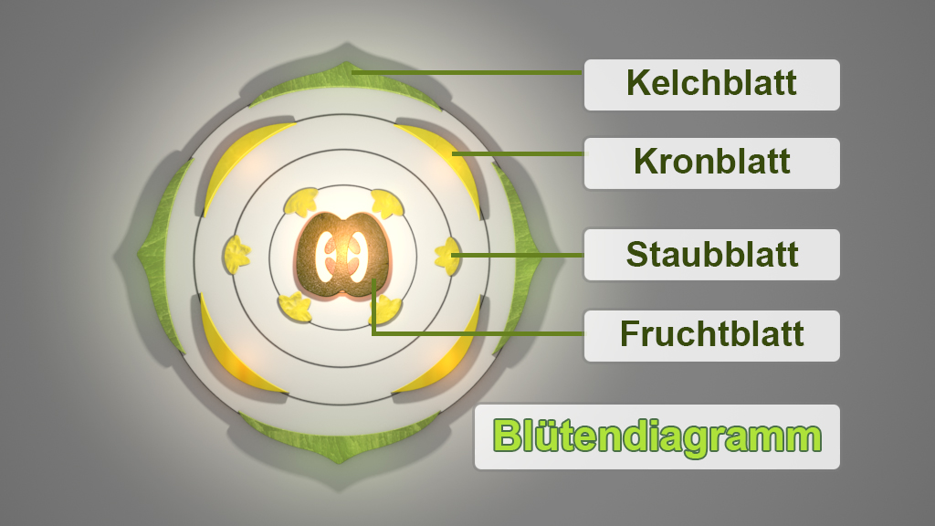 Diagramm eines Blütenaufbaus mit Beschriftungen für Kelchblatt, Kronblatt, Staubblatt und Fruchtblatt.