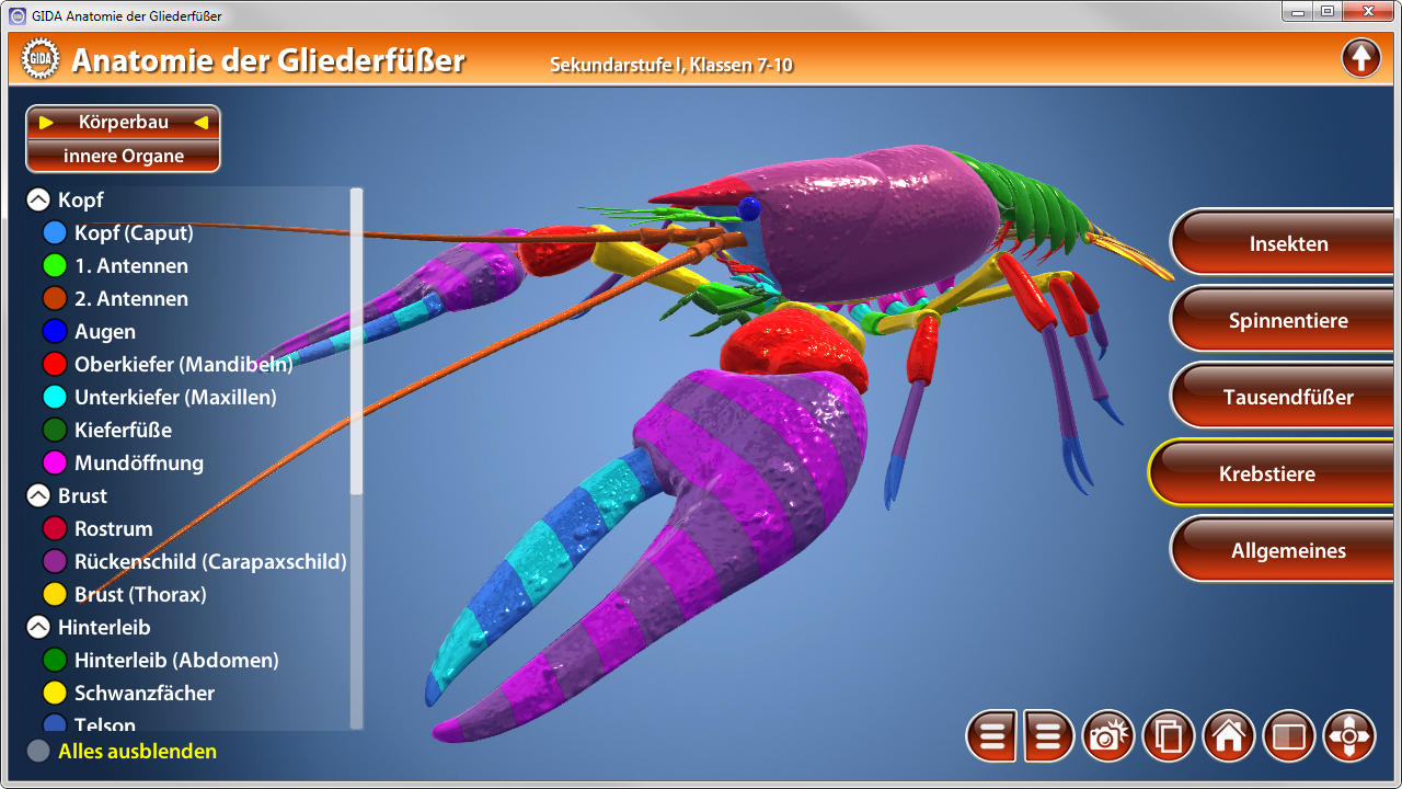 3D-Modell eines Gliederfüßers mit beschrifteten Körperteilen und inneren Organen, einschließlich Kopf, Antennen und Beinen.