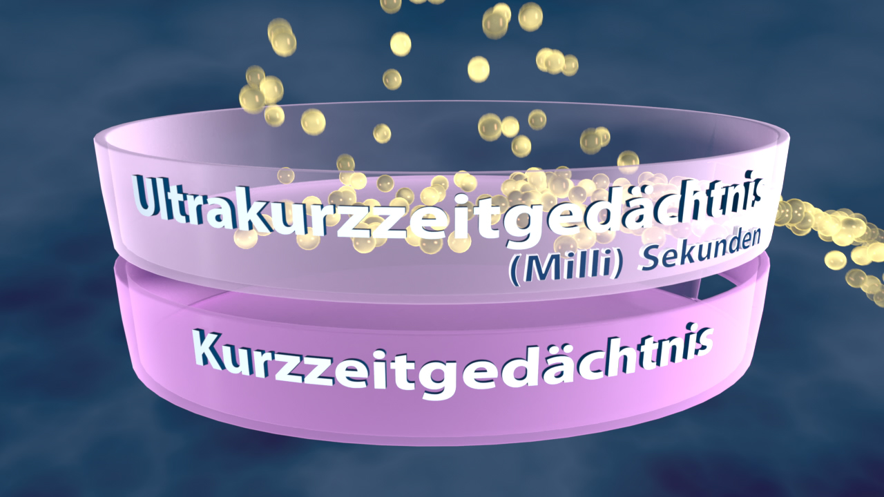 Diagramm, das die Konzepte Ultrakurzzeitgedächtnis und Kurzzeitgedächtnis in Millisekunden darstellt.