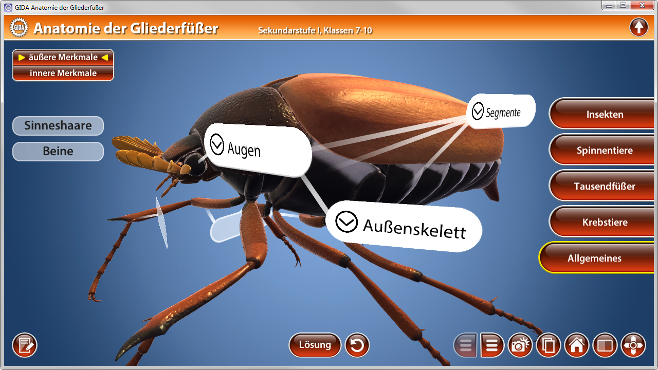 3D-Darstellung eines Gliederfüßers mit beschrifteten Teilen wie Augen, Außenskelett und Segmenten.