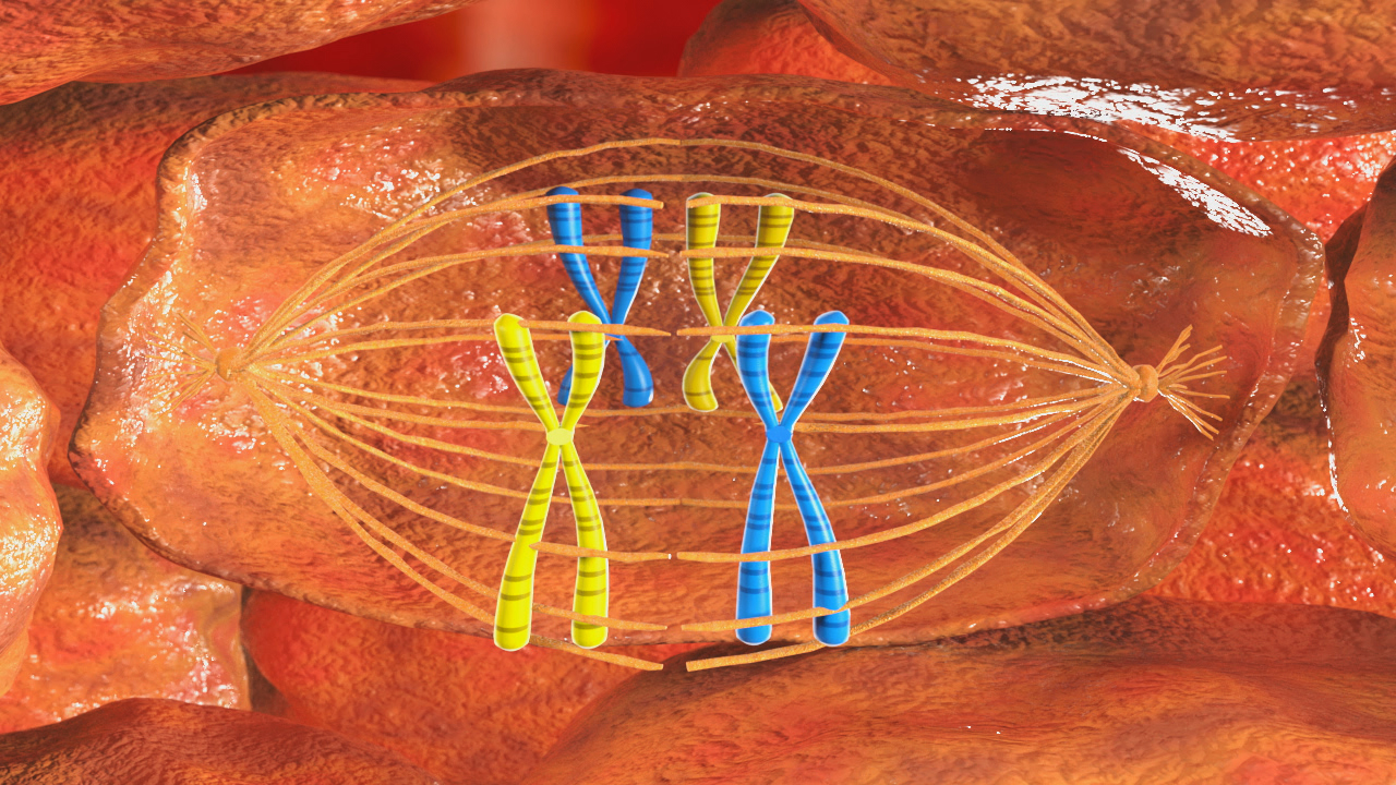 Darstellung von Chromosomen während der Zellteilung, mit gelben und blauen Chromosomen, die durch Spindelapparat verbunden sind.