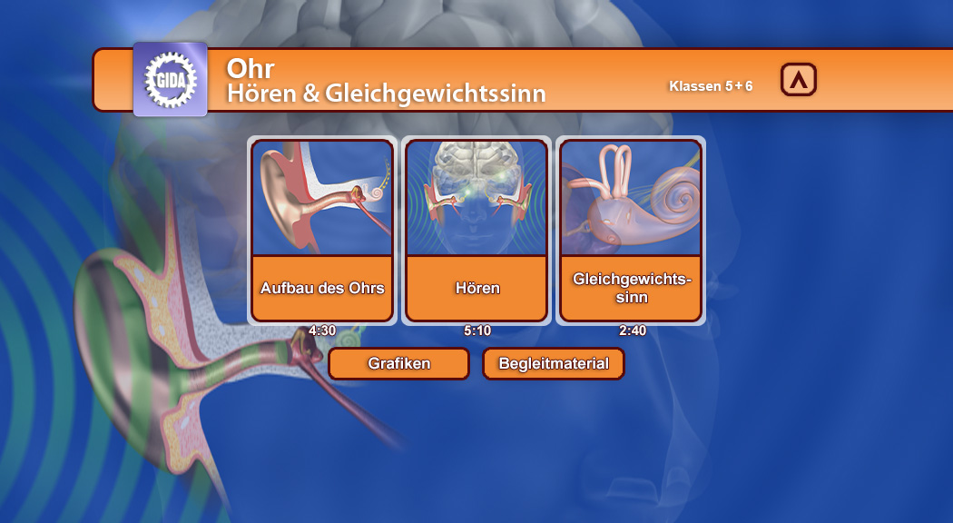 Infografik über das Ohr mit drei Themen: Aufbau des Ohrs, Hören, Gleichgewichtssinn.