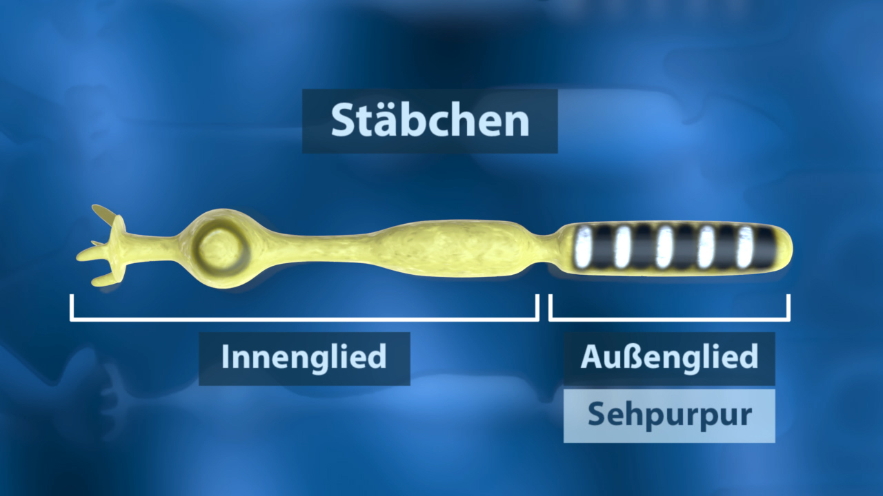 Diagramm eines Stäbchens mit Beschriftungen für Innen- und Außenglied sowie Sehpurpur.