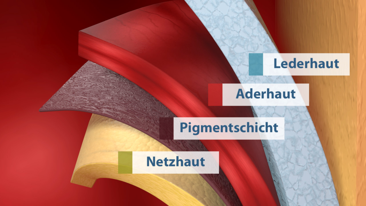 Grafik, die die Schichten der Haut zeigt: Lederhaut, Aderhaut, Pigmentschicht und Netzhaut.