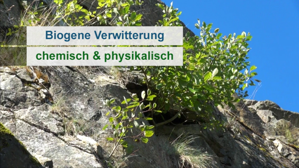 Felsen mit Pflanzen, beschriftet mit 'Biogene Verwitterung' und 'chemisch & physikalisch'