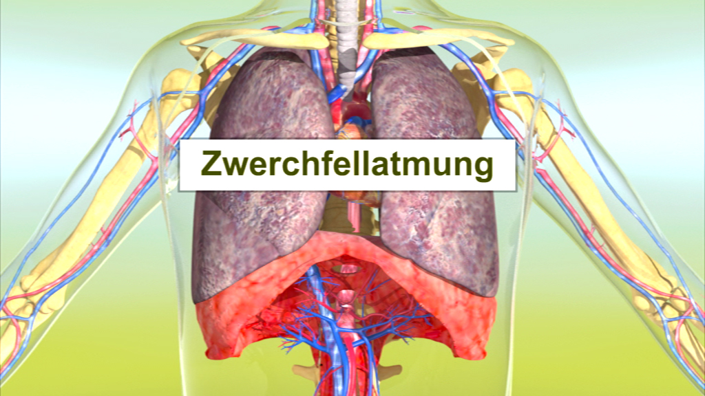 Diagramm des menschlichen Körpers mit Fokus auf die Lunge und das Zwerchfell, beschriftet mit 'Zwerchfellatmung'.