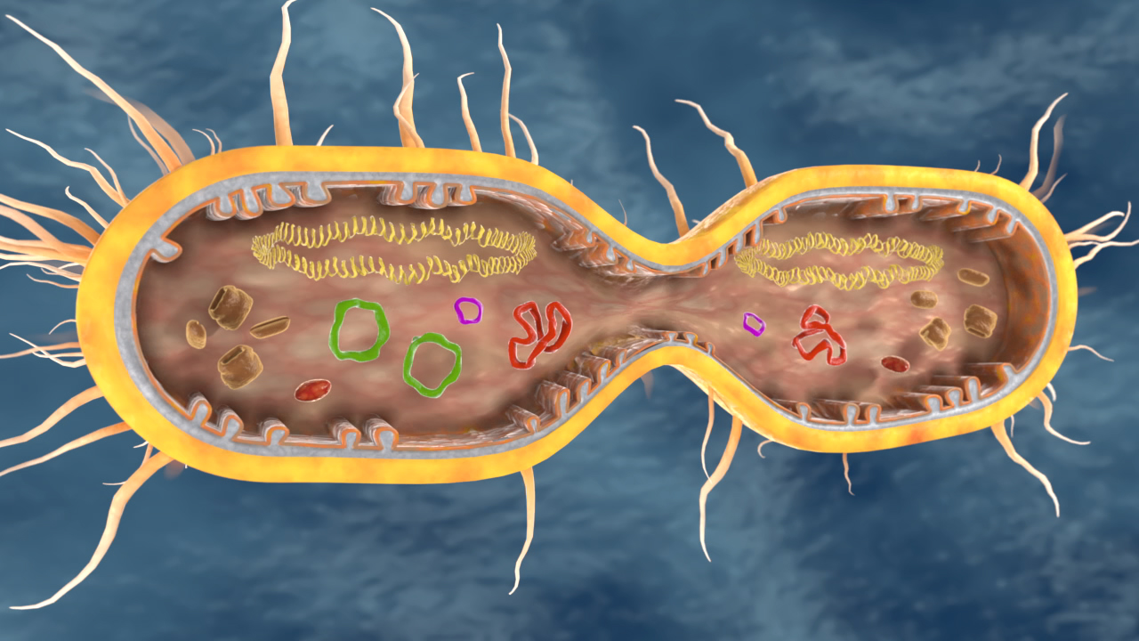 Grafische Darstellung einer Bakterienzelle mit DNA, Ribosomen und Zellmembran.