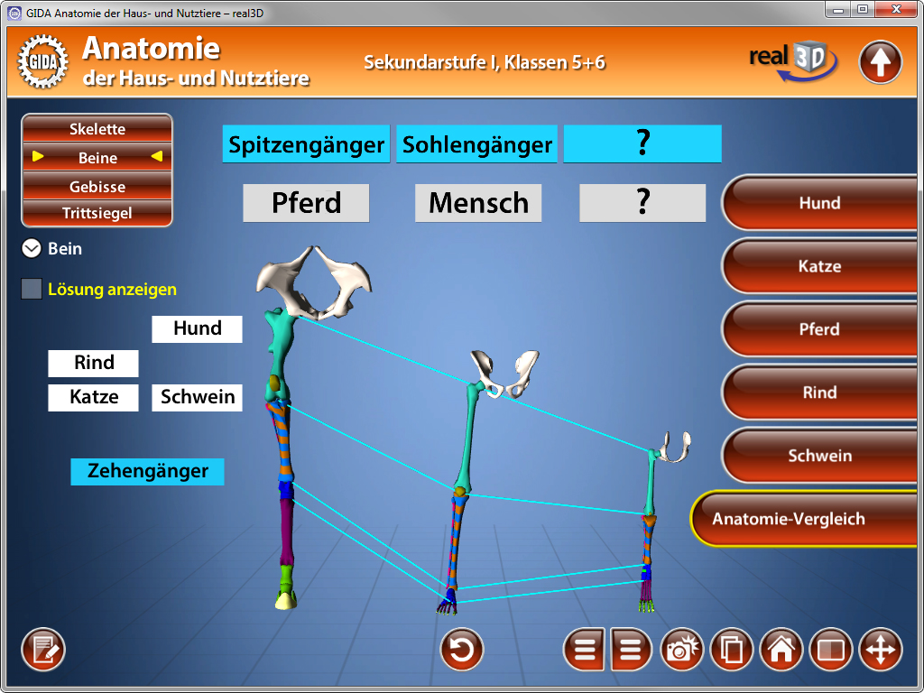 Interaktive Lernanwendung zur Anatomie von Tieren, zeigt Skelettvergleiche zwischen verschiedenen Arten wie Pferd, Mensch, Hund, Katze, Rind und Schwein.