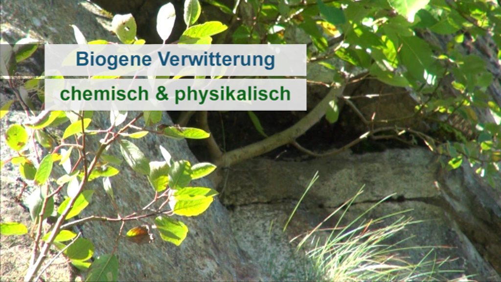 Infografik über biogene Verwitterung mit den Begriffen 'chemisch & physikalisch' auf einem Hintergrund aus Felsen und Pflanzen.