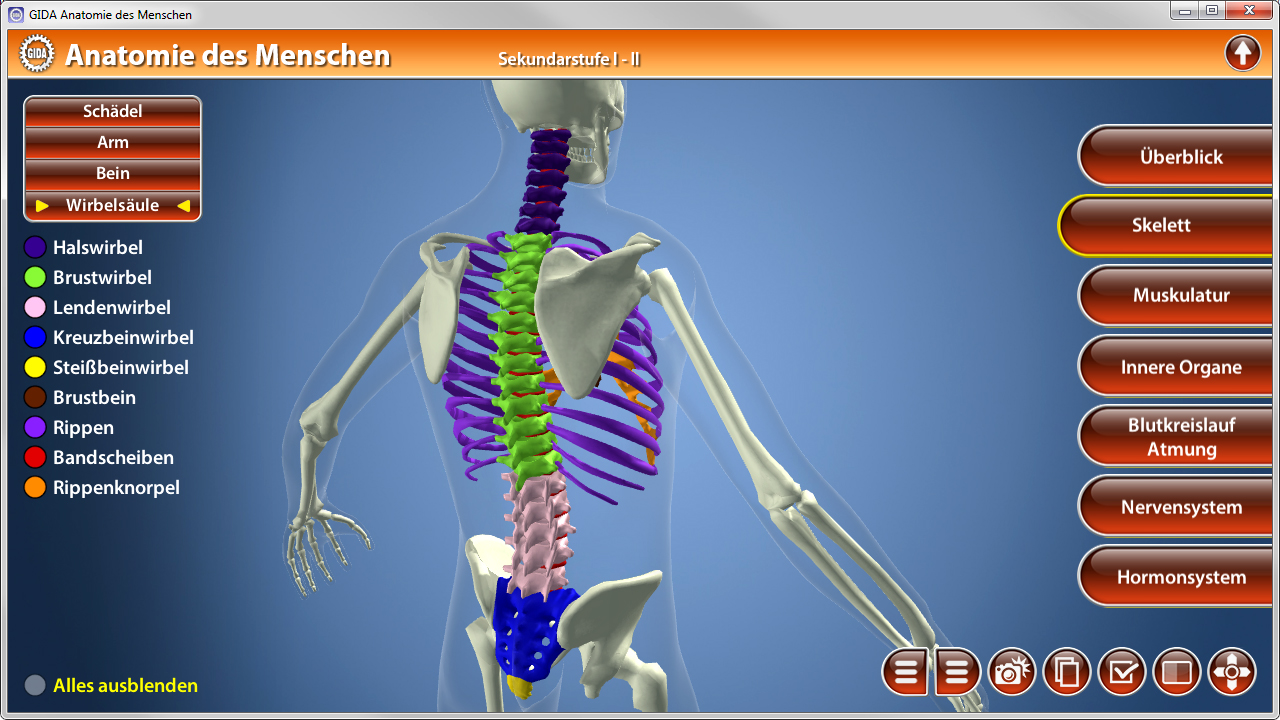 3D-Darstellung des menschlichen Skeletts mit hervorgehobenen Wirbeln und Knochen.