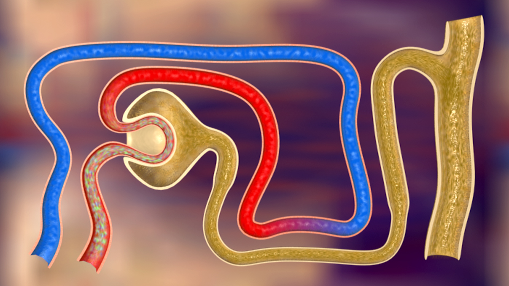 Diagramm eines Blutgefäßsystems mit roten, blauen und goldenen Röhren, die verschiedene Strömungsrichtungen darstellen.
