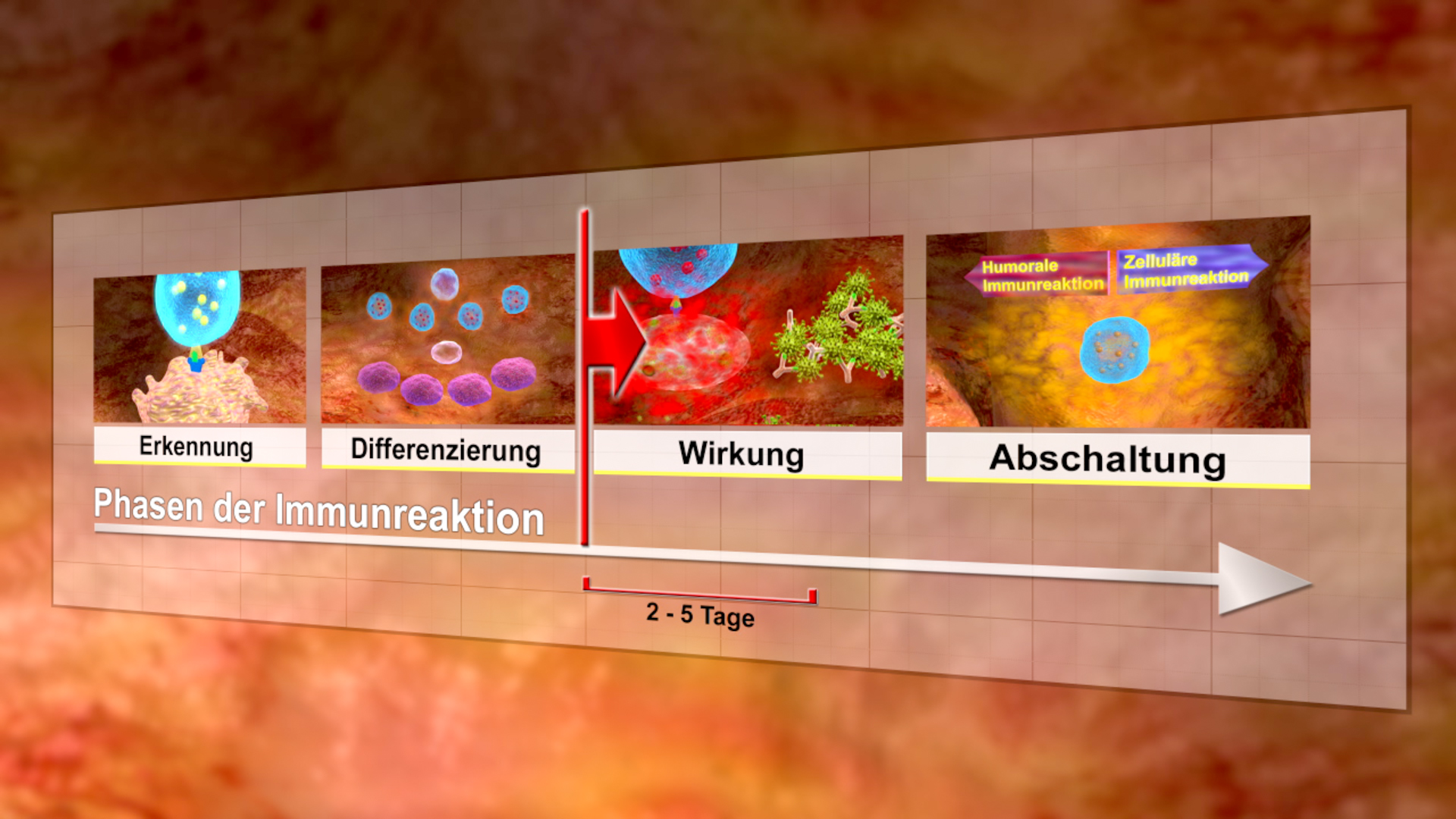 Infografik über die Phasen der Immunreaktion: Erkennung, Differenzierung, Wirkung, Abschaltung, mit Zeitrahmen von 2-5 Tagen.
