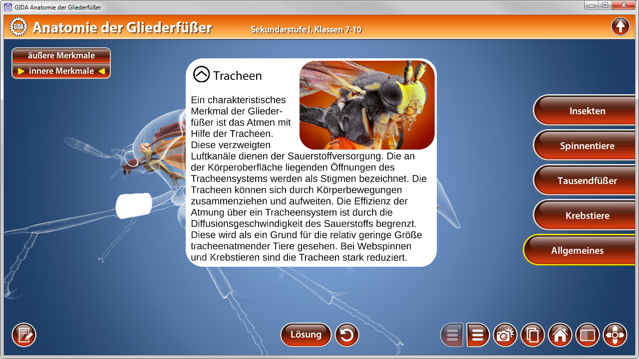 Infografik über die Tracheen der Gliederfüßer mit Beschreibung ihrer Funktion in der Sauerstoffversorgung.