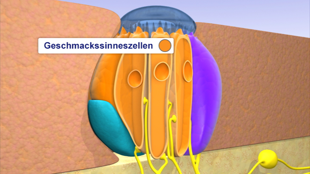 Diagramm der Geschmacksinneszellen mit farbigen Strukturen und Nervenverbindungen.