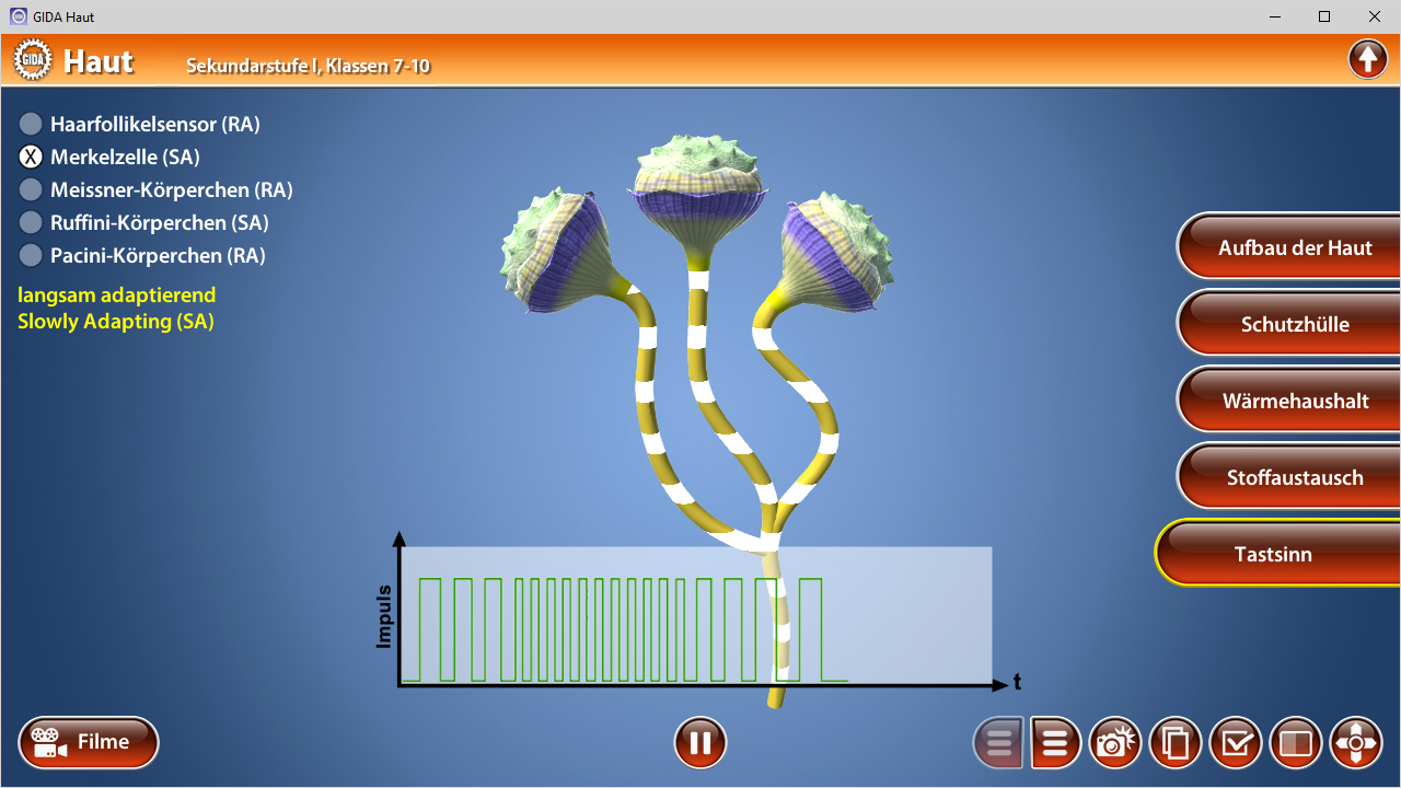 Grafik zeigt drei verschiedene Hautrezeptoren mit ihren Anpassungseigenschaften und Impulsdiagramm.