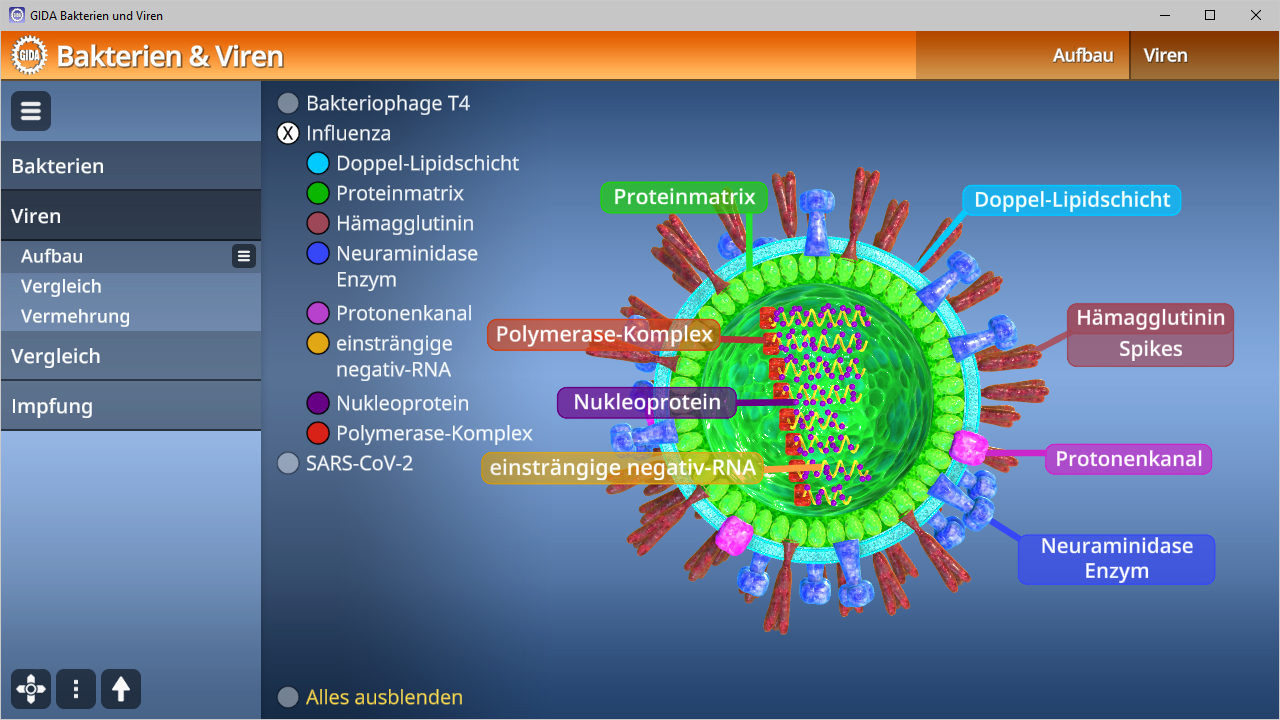 Grafik eines Virus mit beschrifteten Komponenten wie Nukleoprotein, Polymerase-Komplex und Spikes.
