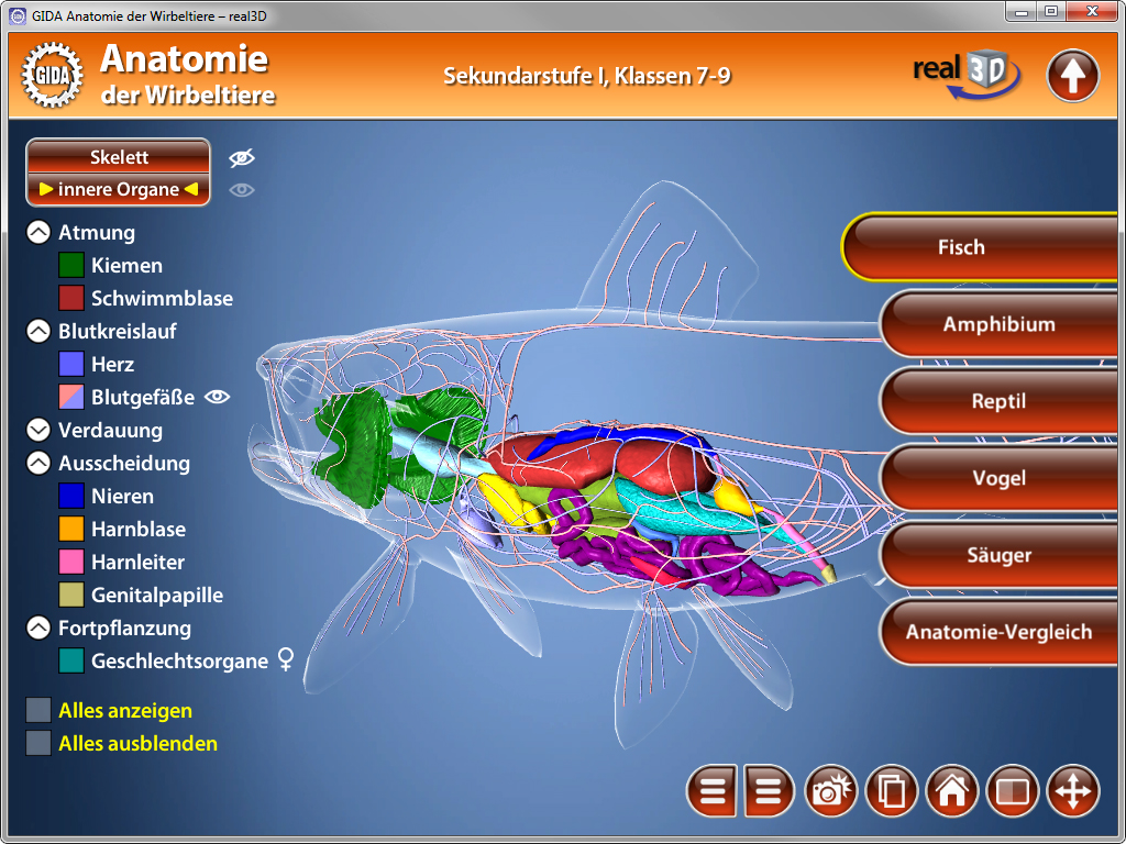 3D-Darstellung der Anatomie eines Wirbeltieres mit farblich gekennzeichneten Organen und Systemen.