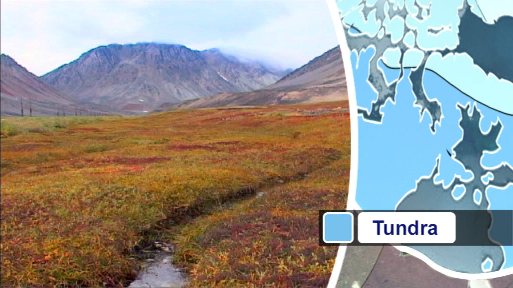 Weite Tundra-Landschaft mit buntem Vegetation und Bergen im Hintergrund.
